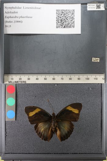 Media type: image;   Entomology 142755
